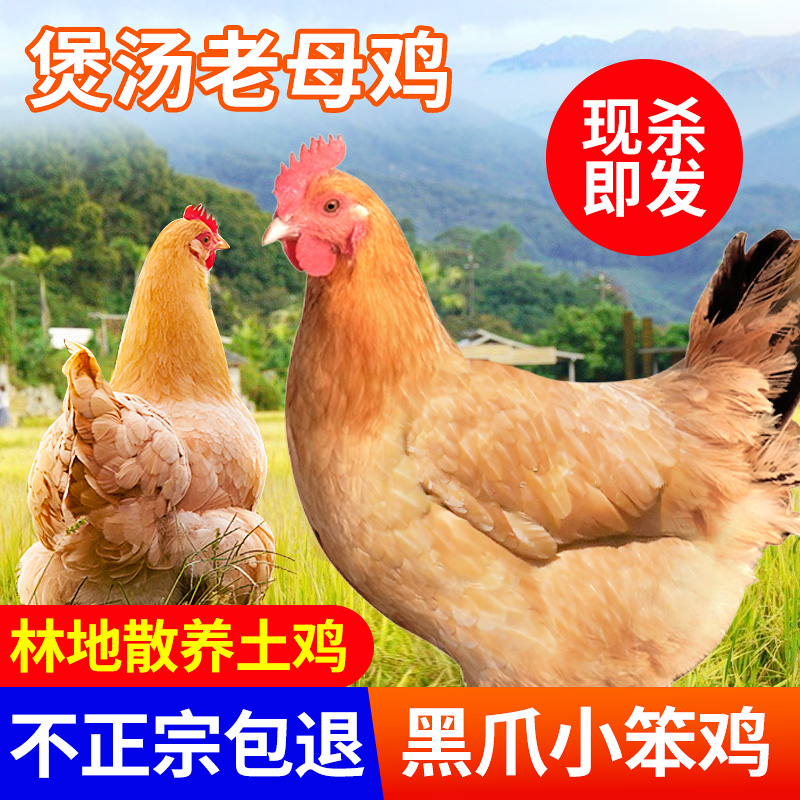 4斤产蛋土鸡活鸡现杀到家农家散养成年鸡母鸡包邮黑脚土鸡